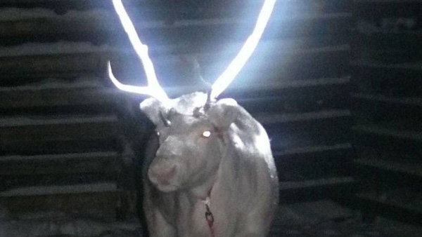 A reindeer with Glowing Antlers